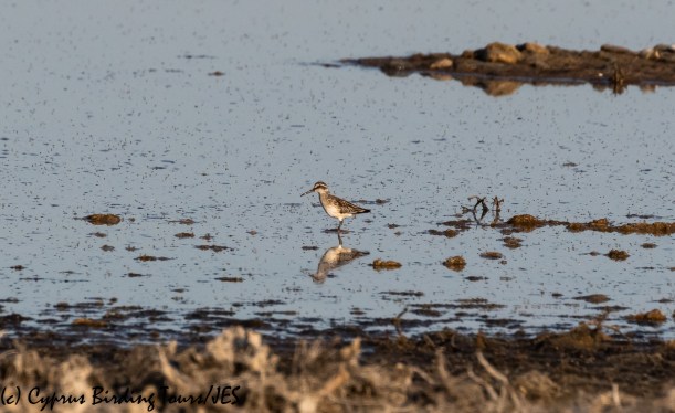 Broad-billed Sandpiper, Meneou Pool 16th August 2020 (c) Cyprus Birding Tours