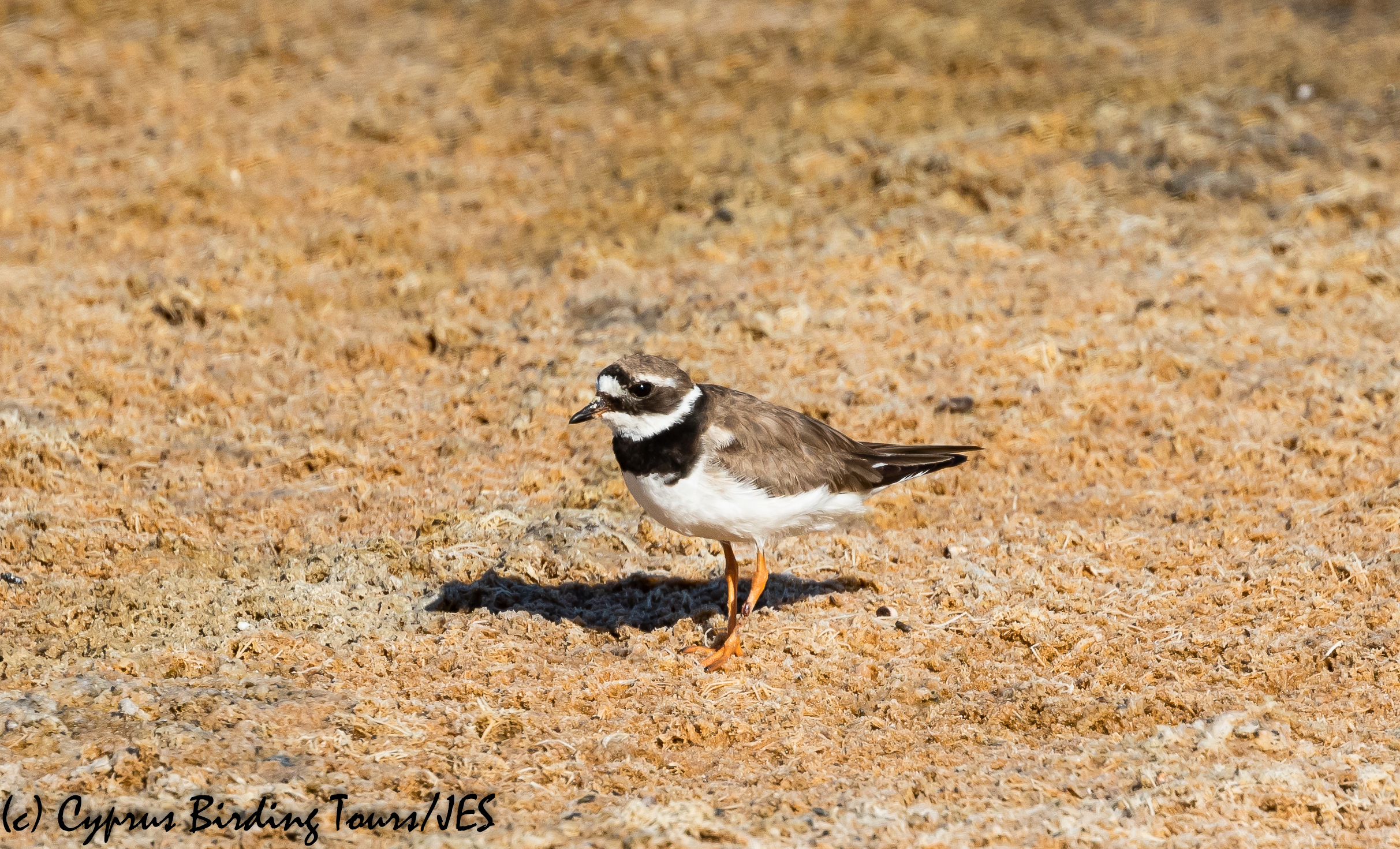 Common Ringed Plover, Meneou Pool 16th August 2020 (c) Cyprus Birding Tours