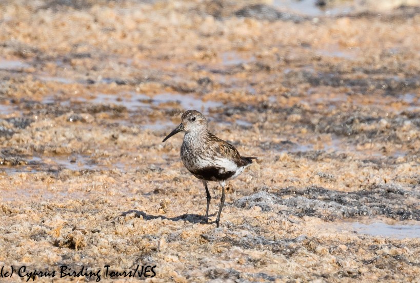 Dunlin, Larnaca 31st August 2020 (c) Cyprus Birding Tours