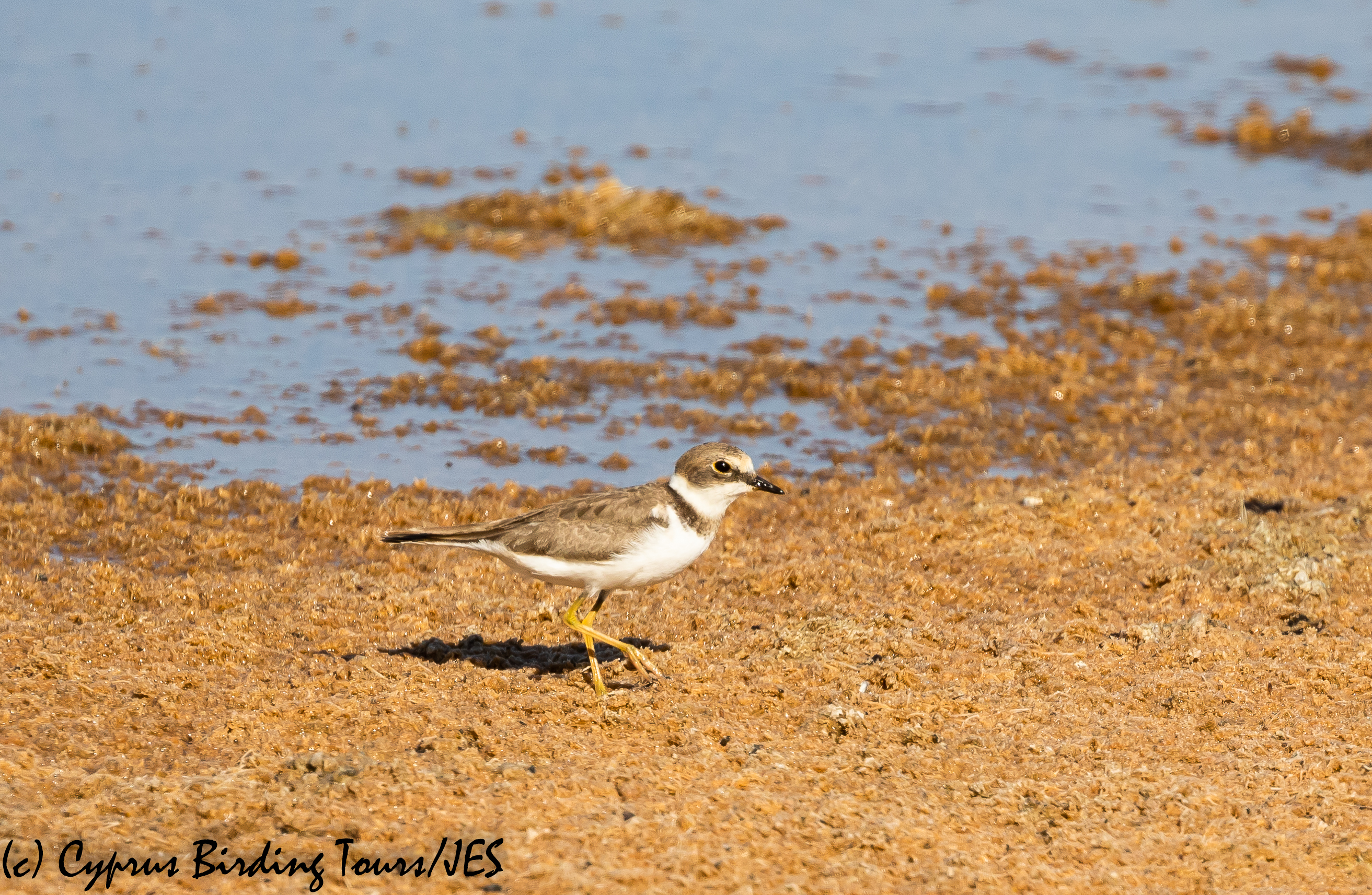 Little Ringed Plover, Meneou Pool 16th August 2020 (c) Cyprus Birding Tours