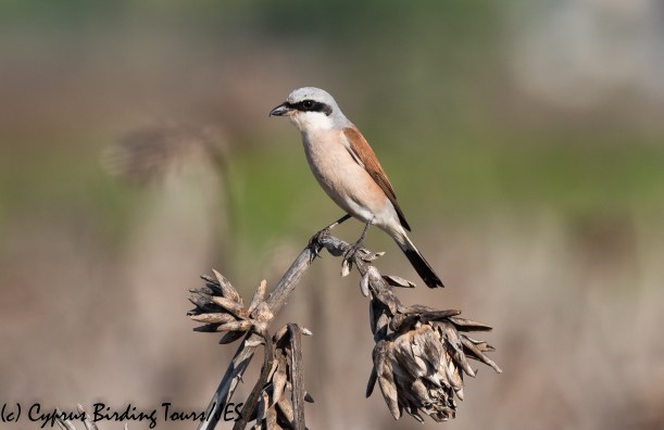 Red-backed Shrike 4, Pervolia 21st August 2020 (c) Cyprus Birding Tours(