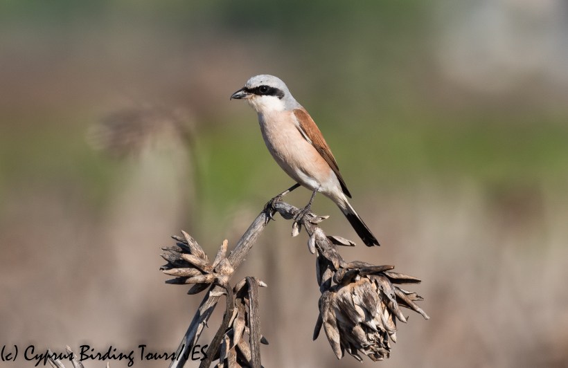 Red-backed Shrike 4, Pervolia 21st August 2020 (c) Cyprus Birding Tours(