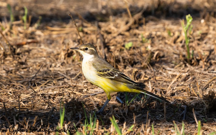 Western Yellow Wagtail 2, Pervolia 21st August 2020 (c) Cyprus Birding Tours