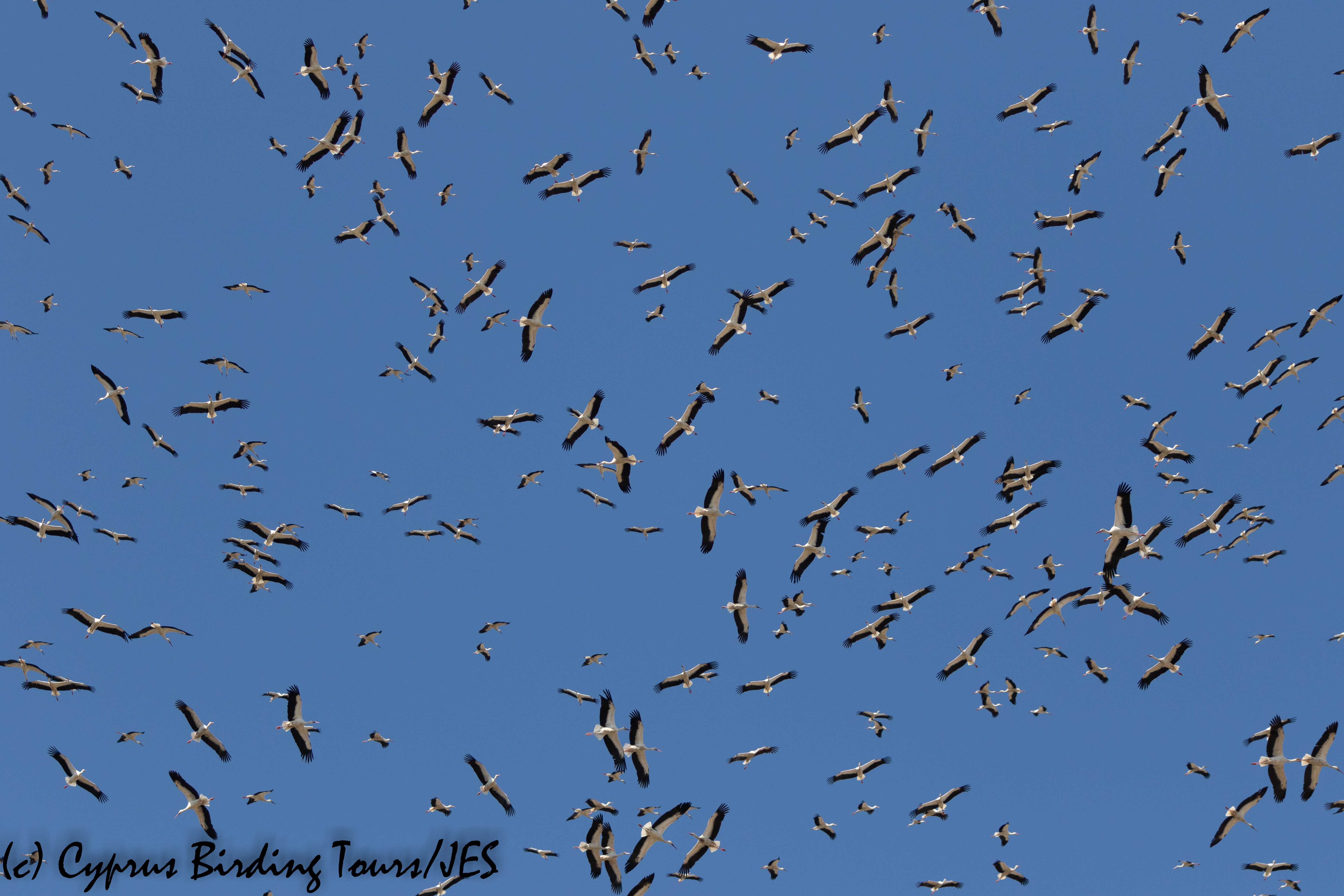 White Stork , Akrotiri Salt Lake, 17th August 2020 (c) Cyprus Birding Tours