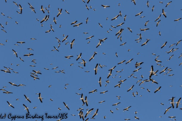 White Stork , Akrotiri Salt Lake, 17th August 2020 (c) Cyprus Birding Tours