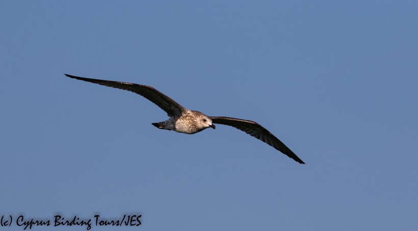 Yellow-legged Gull, Larnaca Sewage Works 9th August 2020 (c) Cyprus Birding Tours